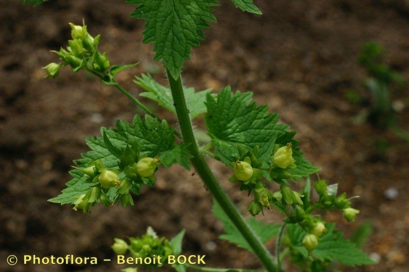 Taken May 15, 2005 by Photoflora - Benoit BOCK (©)