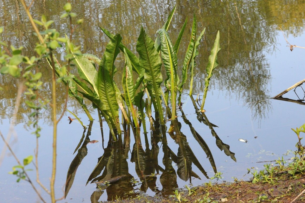 Taken Apr 11, 2014 by Tela Botanica − Françoise CARLE (cc-by-sa)