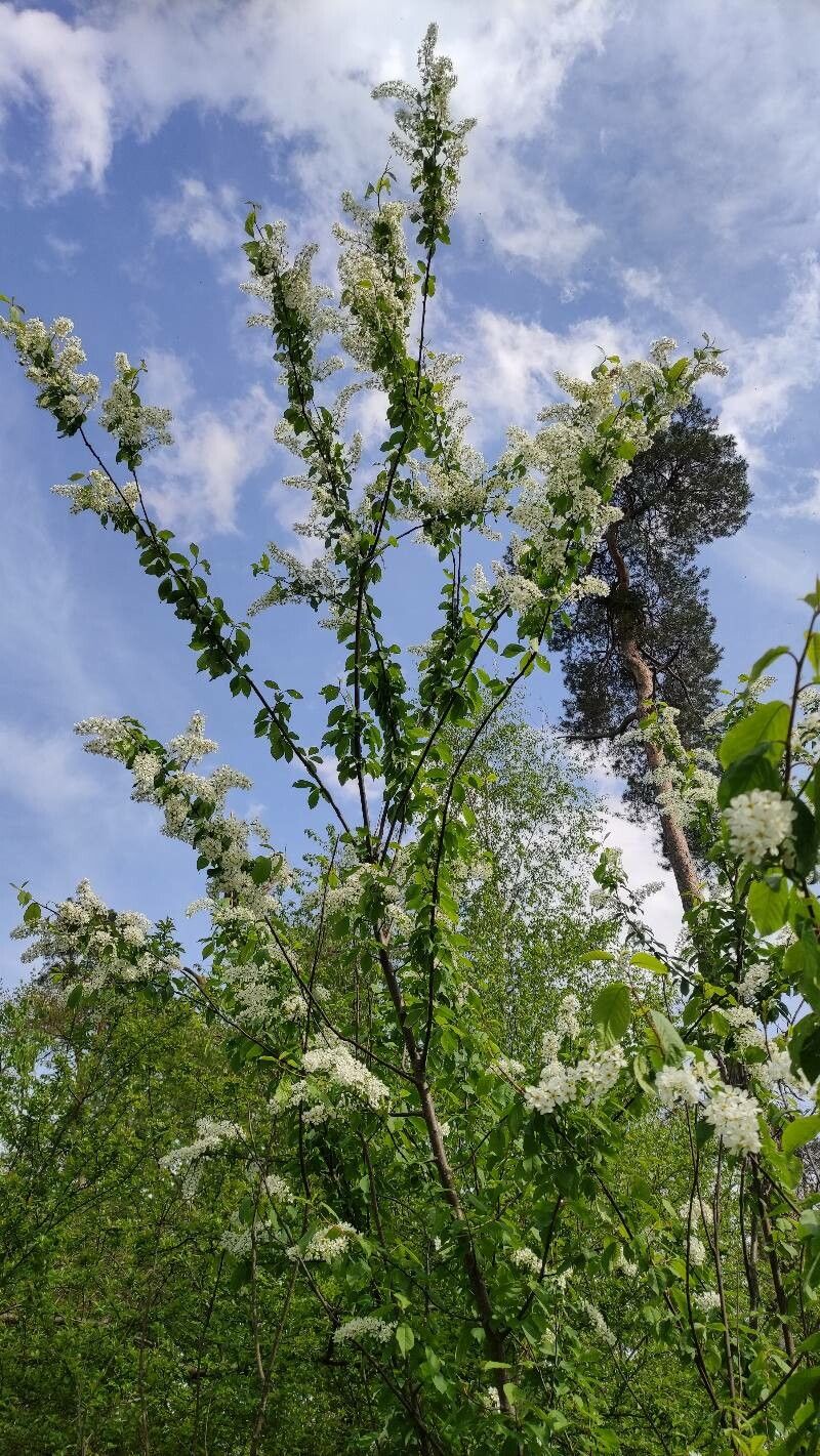 Osservazione Prunus Padus L Michael Amann 24 Apr 2023 Europa