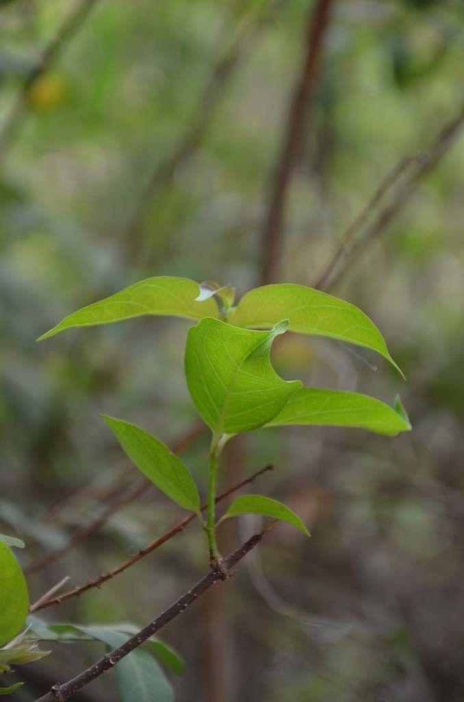 Taken May 6, 2014 by Tela Botanica − Sénégal ENGOUEMENT (cc-by-sa)