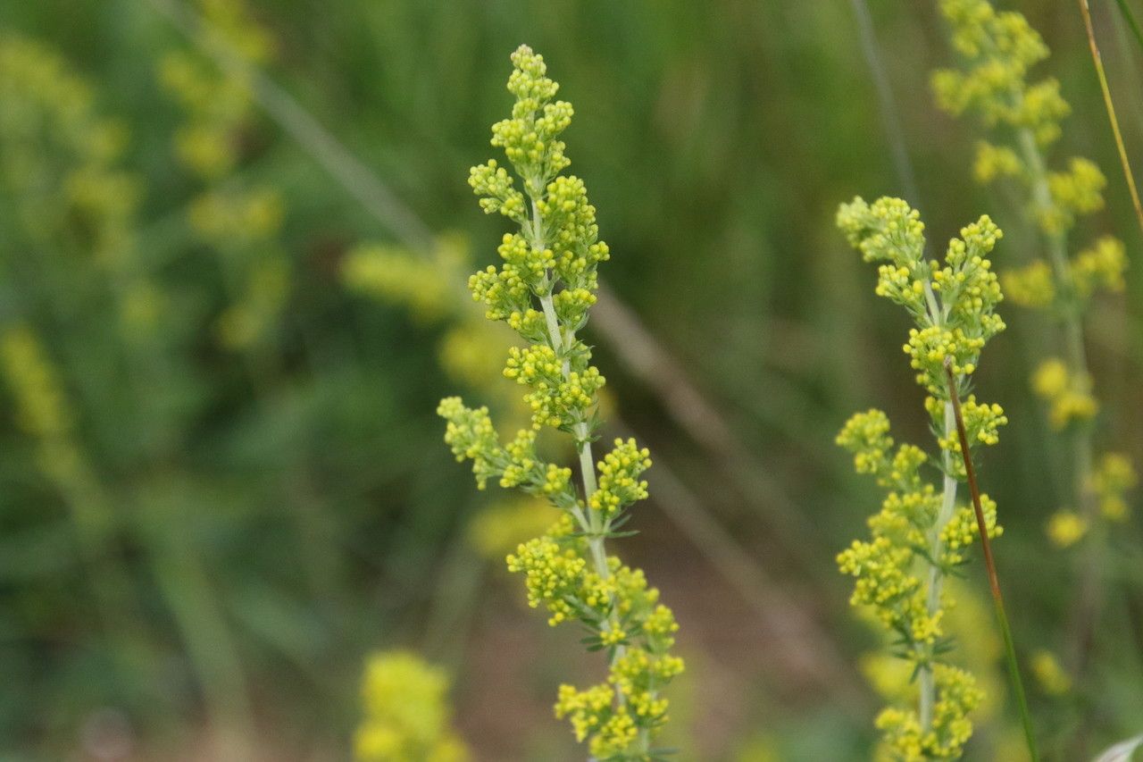 Observation : Galium verum L. (Barry Cornelius 26 juin ...