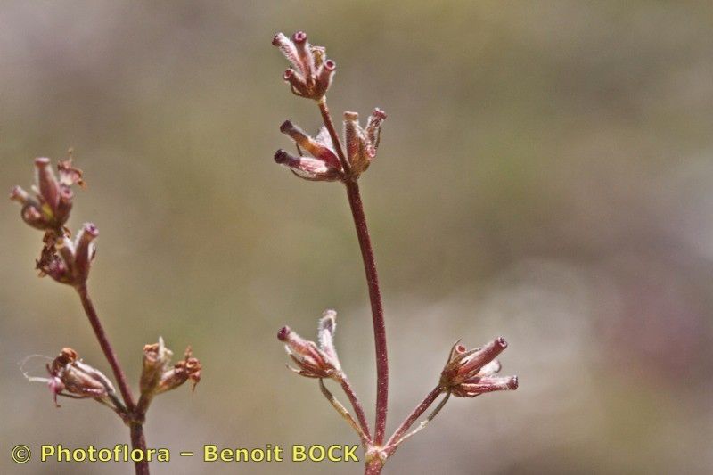 Taken Jul 15, 2012 by Photoflora - Benoit BOCK (©)