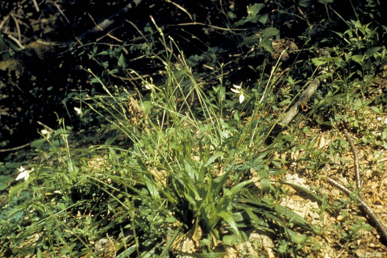 Taken Jan 1, 1900 by EOL − WVU Herbarium (cc-by-nc-sa)