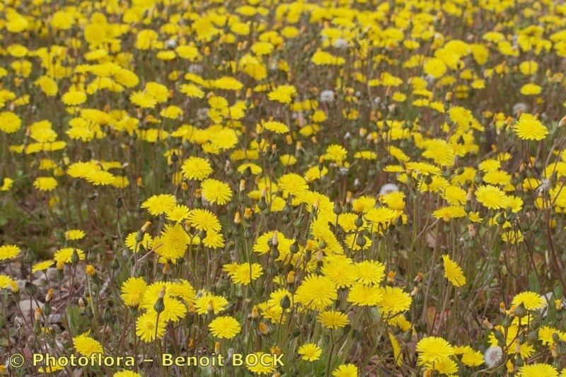 Taken Apr 15, 2019 by Photoflora - Benoit BOCK (©)