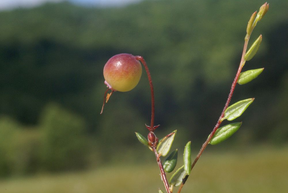 Taken Jun 30, 2008 by Tela Botanica − Liliane Roubaudi (cc-by-sa)