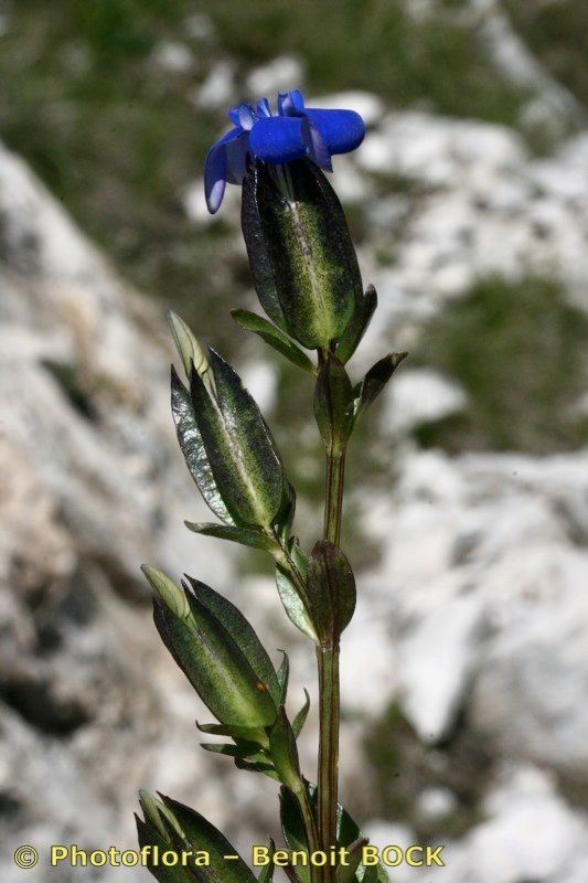 Taken Jul 15, 2007 by Photoflora - Benoit BOCK (©)