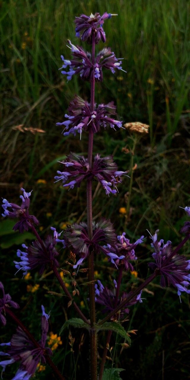 Salvia verticillata L. Salvia spuria Flora mondiale Pl ntNet