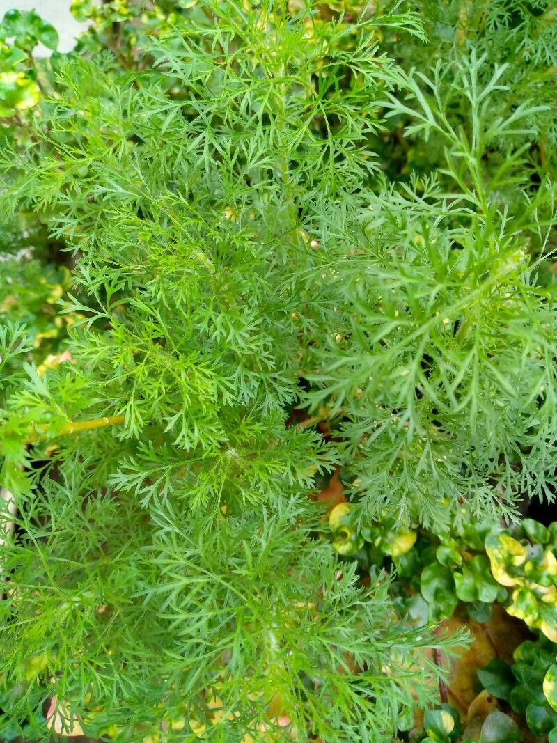 Observation: Artemisia Abrotanum L. (Sekar Shelly Sep 14, 2023) World ...