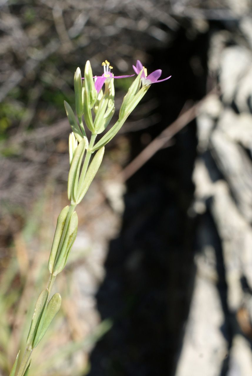 Taken May 31, 2015 by Tela Botanica − Liliane ROUBAUDI (cc-by-sa)