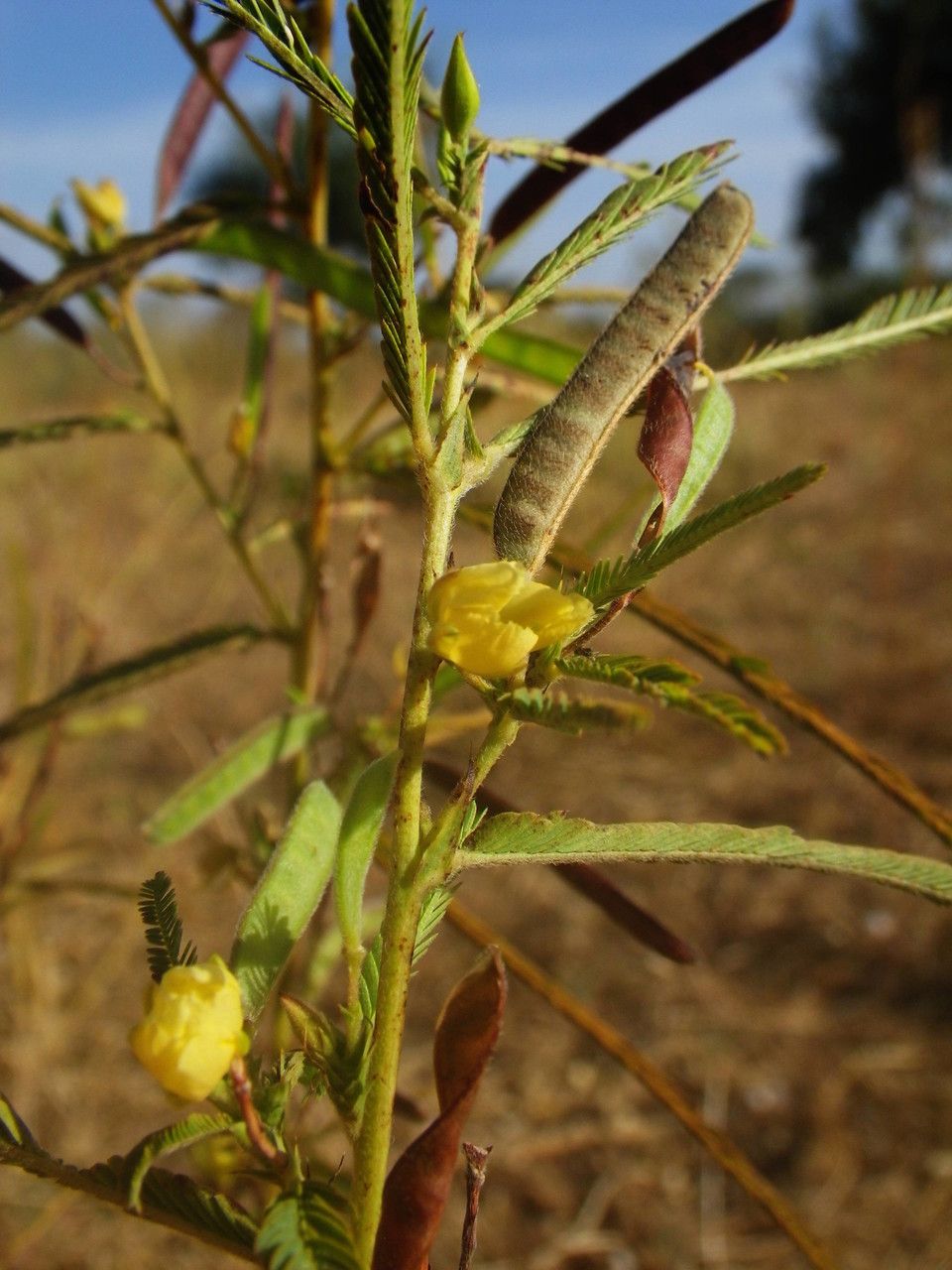 Taken Jan 2, 2013 by Tela Botanica − Sylvain PIRY (cc-by-sa)