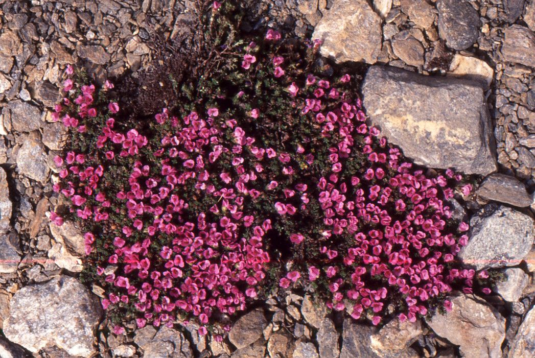 Purple mountain saxifrage