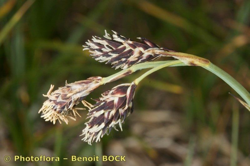 Taken Jul 15, 2009 by Photoflora - Benoit BOCK (©)