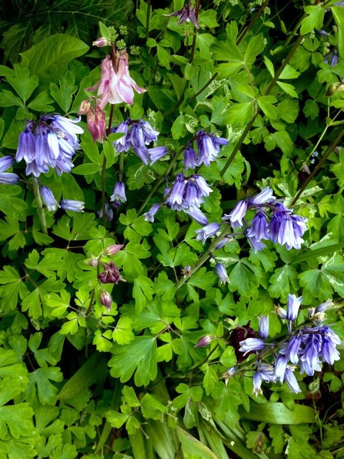 Wood-hyacinth