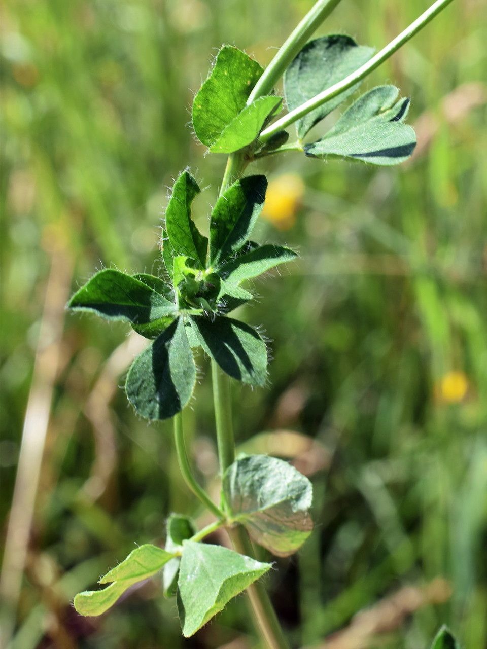 Taken Jun 24, 2015 by Tela Botanica − Gérard LEVESLIN (cc-by-sa)