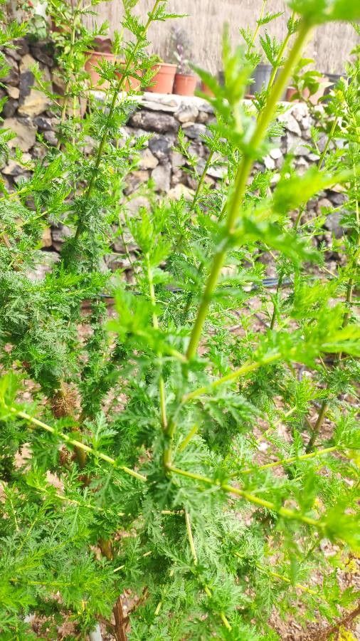 Artemisia annua bio