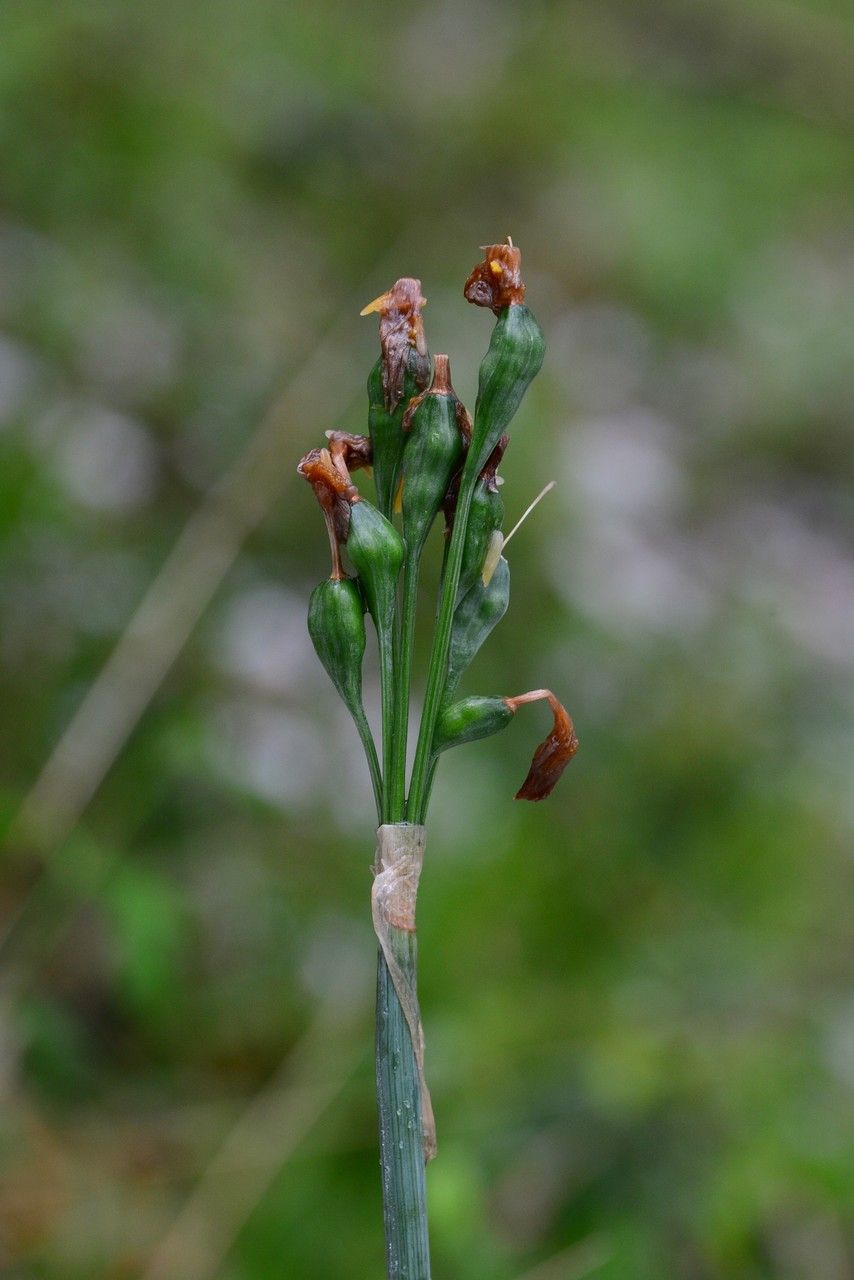 Taken Apr 7, 2019 by Tela Botanica − Louis Ton (cc-by-sa)