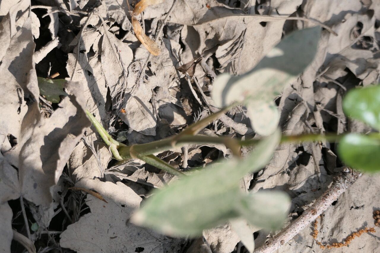 Plant Image 1