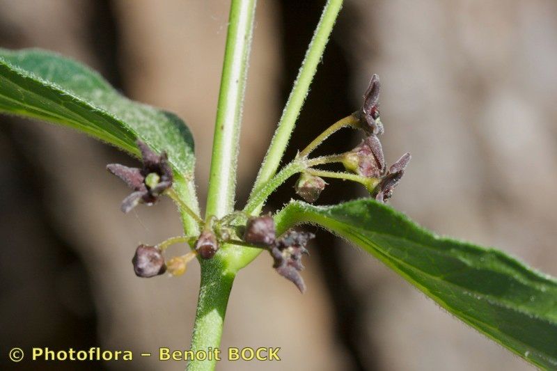 Taken May 15, 2009 by Photoflora - Benoit BOCK (©)