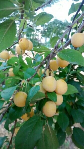 Wild plum