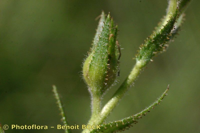 Taken Jul 15, 2005 by Photoflora - Benoit BOCK (©)