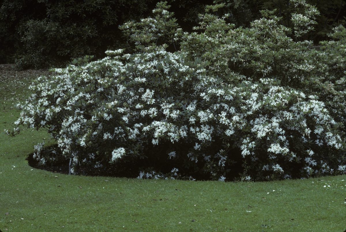 Taken Jul 1, 2010 by Royal Botanic Garden Edinburgh - Slide Library (cc-by-nc)