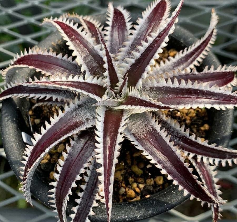 Observation: Dyckia marnier-lapostollei L.B.Sm. (Crispín Pérez Sep