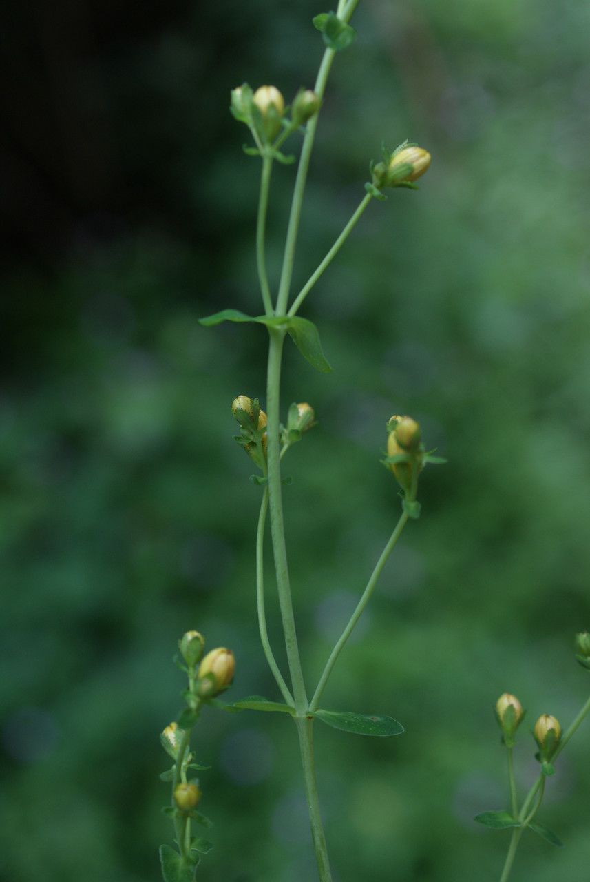 Taken Jun 22, 2016 by Tela Botanica − Liliane ROUBAUDI (cc-by-sa)