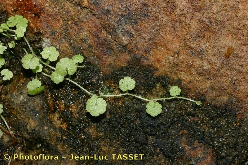 Taken Feb 15, 2006 by Photoflora - Jean-Luc TASSET (©)