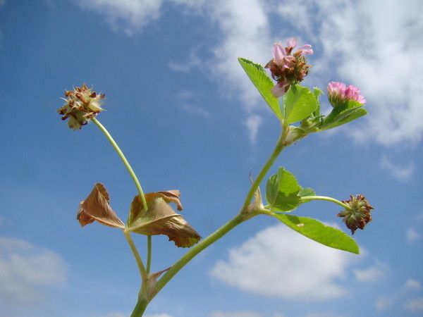 Taken Jun 10, 2013 by Tela Botanica − Claude FIGUREAU (cc-by-sa)