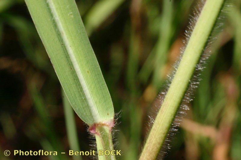 Taken Sep 15, 2004 by Photoflora - Benoit BOCK (©)