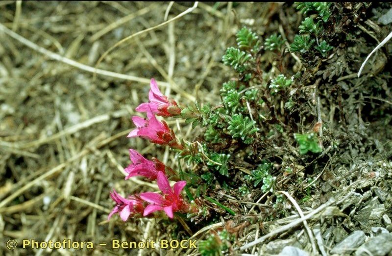 Taken May 15, 1997 by Photoflora - Benoit BOCK (©)