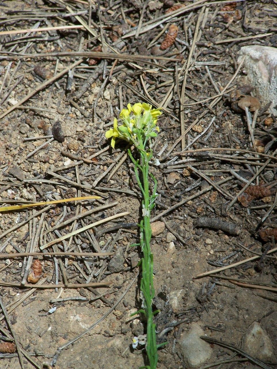 Taken May 1, 2016 by Tela Botanica − Patrick LEBOULENGER (cc-by-sa)