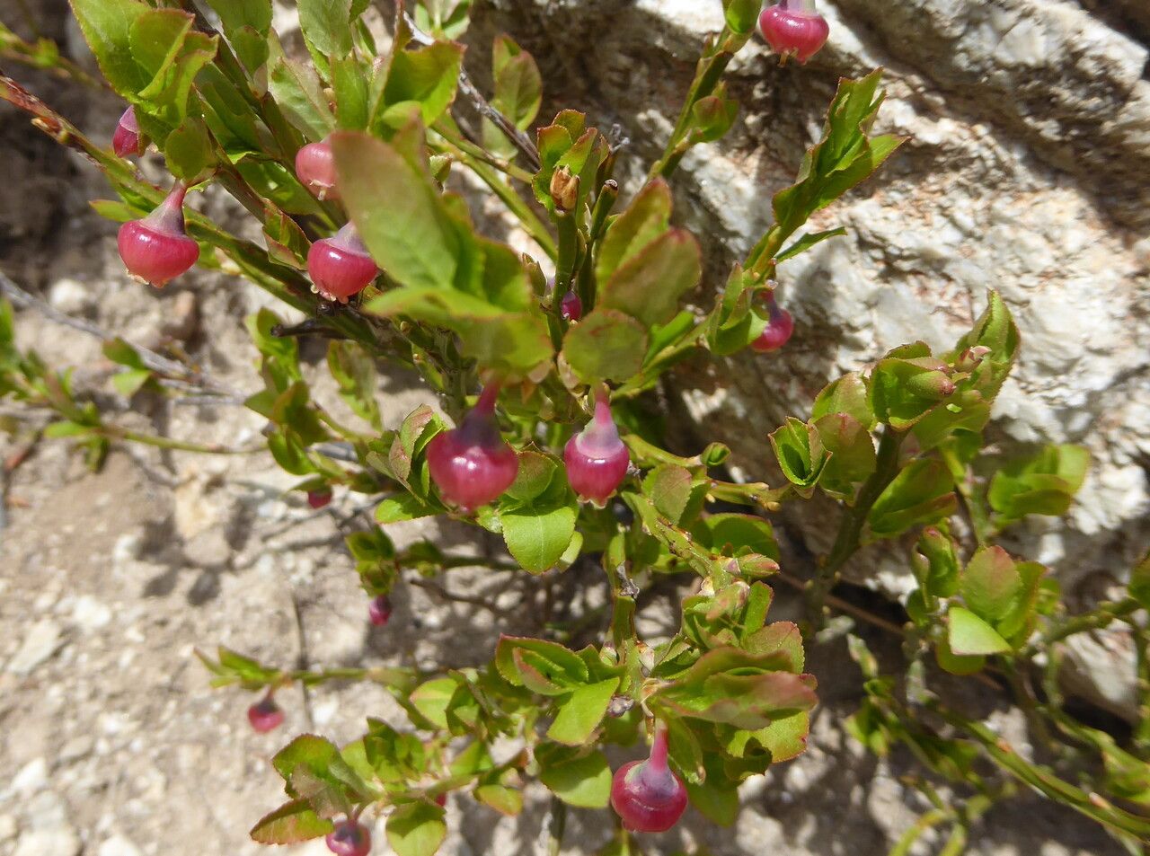 European blueberry