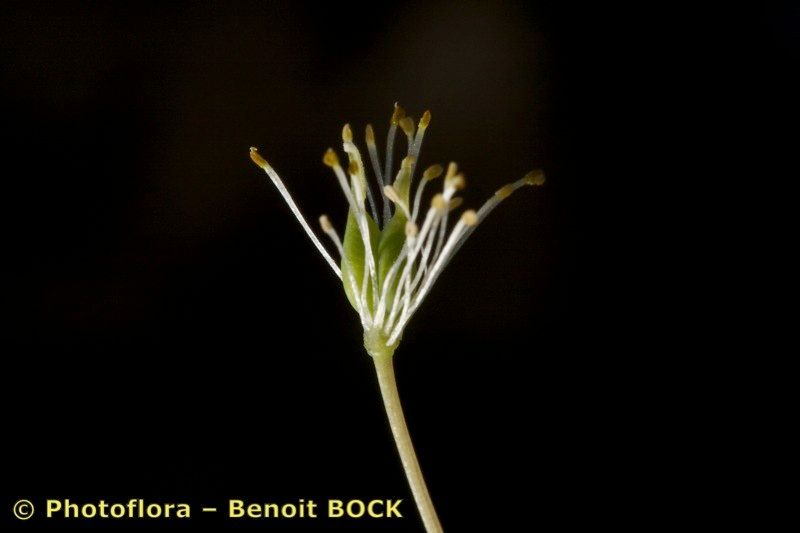 Taken Apr 15, 2009 by Photoflora - Benoit BOCK (©)