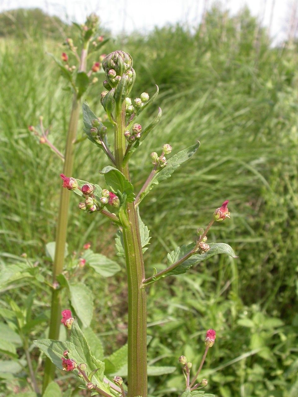 Taken May 25, 2008 by Tela Botanica − Julien BARATAUD (cc-by-sa)