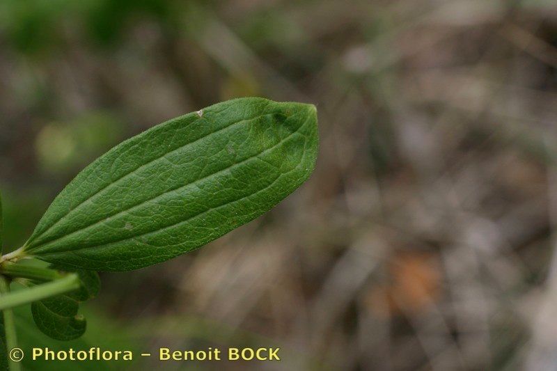 Taken Jul 15, 2005 by Photoflora - Benoit BOCK (©)