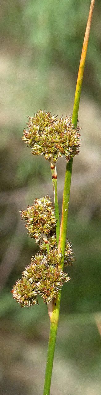 Taken Jun 24, 2011 by Tela Botanica − Bertrand BUI (cc-by-sa)