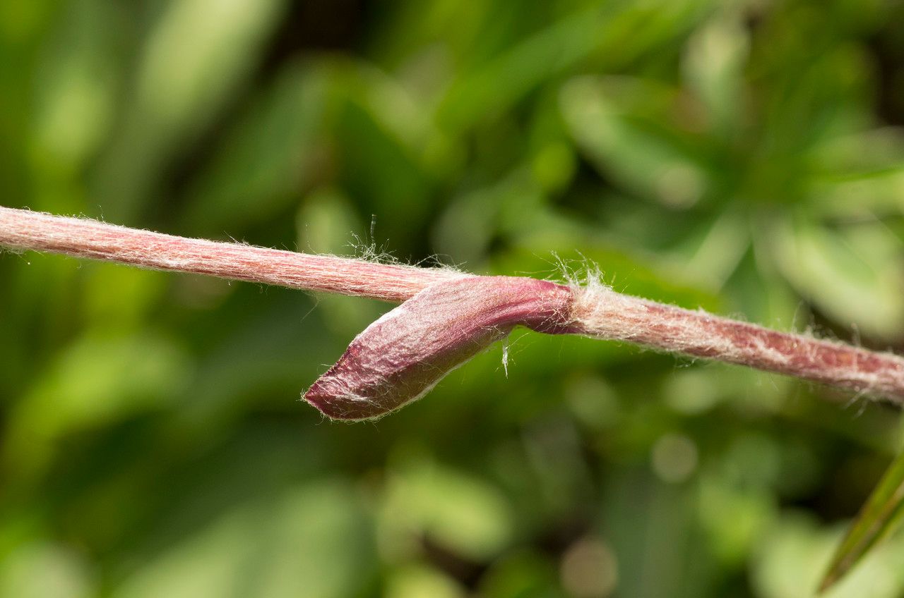 Taken Jun 27, 2016 by Tela Botanica − Jean-Jacques HOUDRÉ (cc-by-sa)