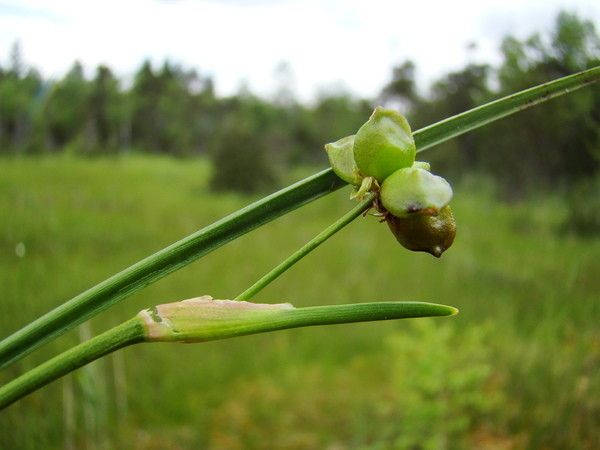 Taken Jun 22, 2009 by Tela Botanica − Claude FIGUREAU (cc-by-sa)