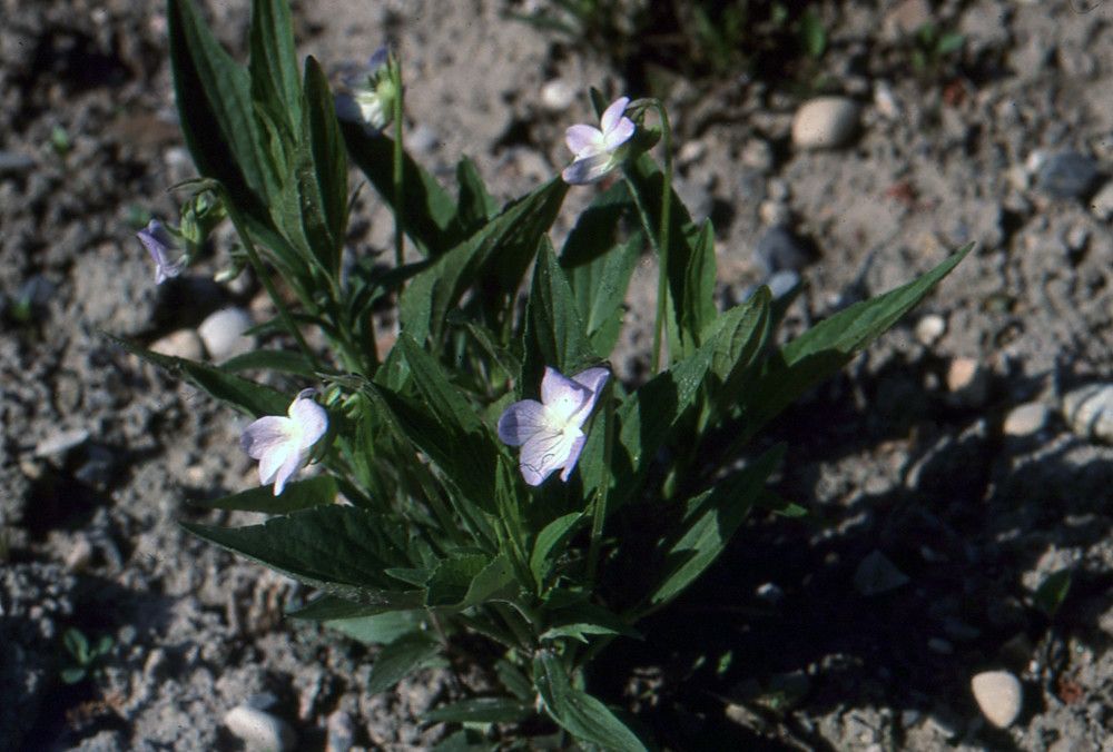 Taken Jun 8, 2004 by Tela Botanica − Liliane Roubaudi (cc-by-sa)