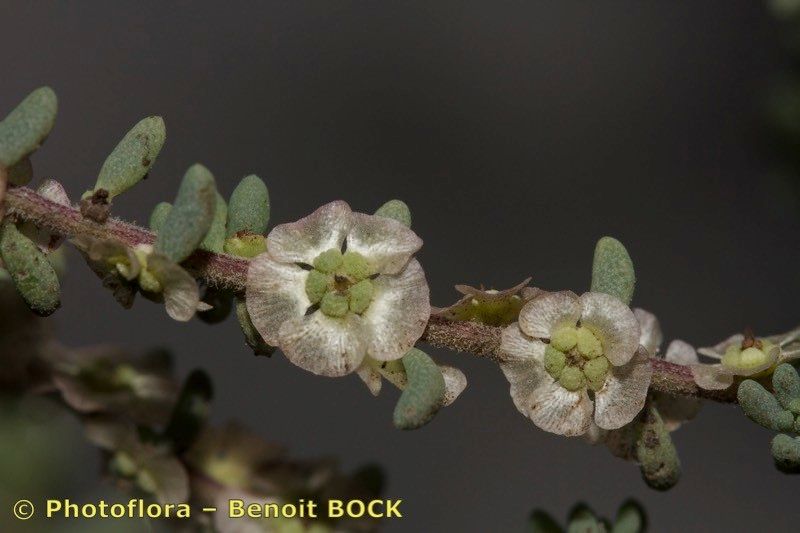 Taken Feb 15, 2016 by Photoflora - Benoit BOCK (©)