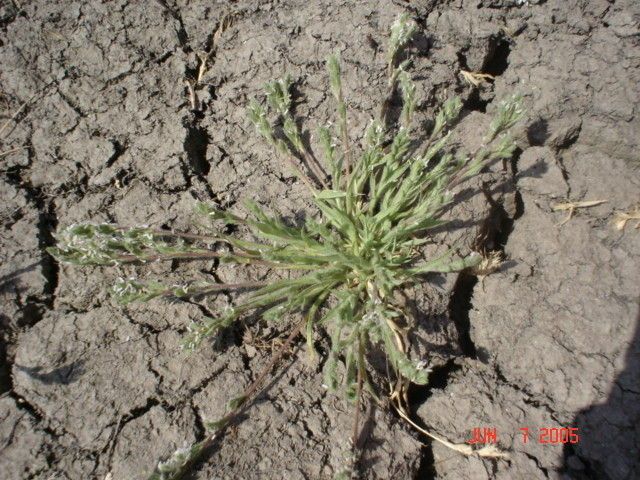 Orcuttia californica Vasey, California Orcutt grass (World flora) - Pl ...