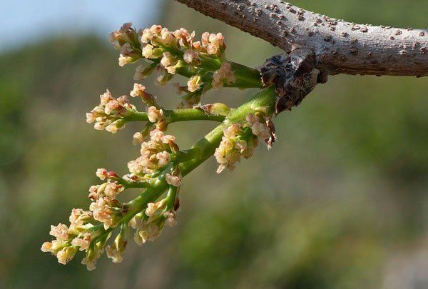 Taken Apr 30, 2010 by Tela Botanica − Pierre SEBA (cc-by-sa)