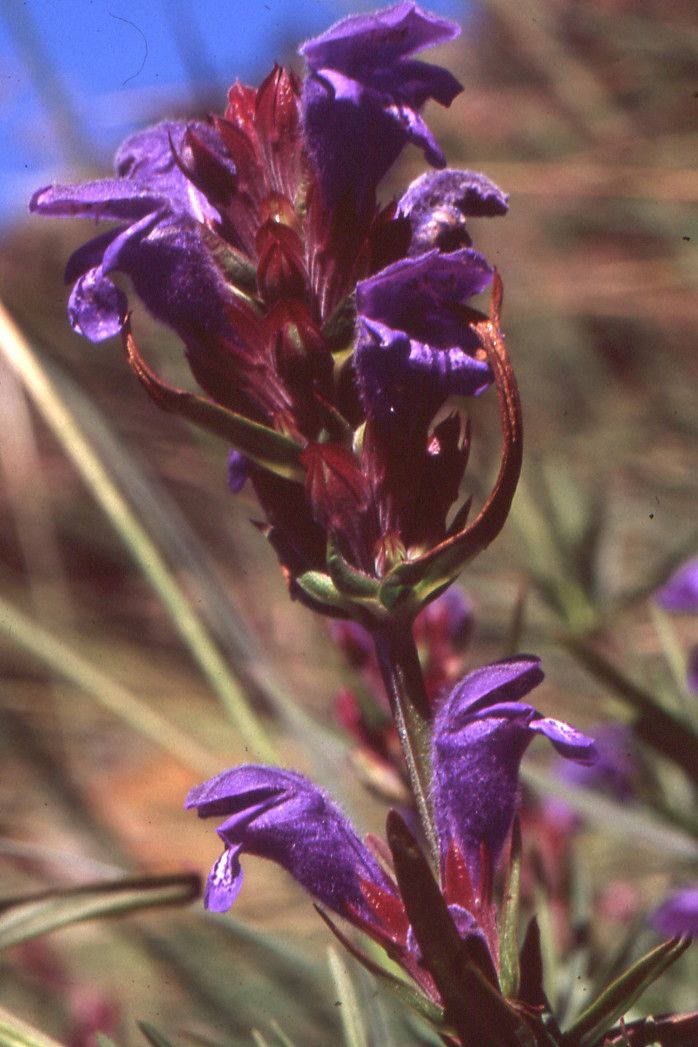 Taken Jul 2, 1999 by Tela Botanica − Liliane Roubaudi (cc-by-sa)