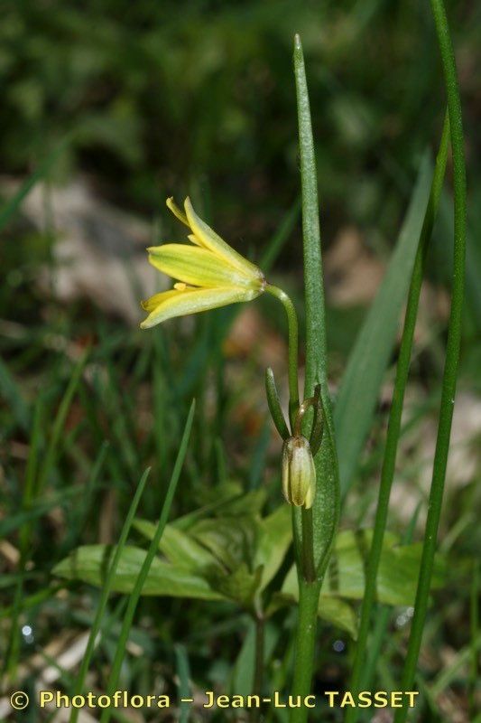 Taken Apr 15, 2010 by Photoflora - Jean-Luc TASSET (©)