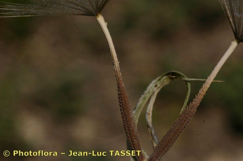 Taken Jul 15, 2005 by Photoflora - Jean-Luc TASSET (©)