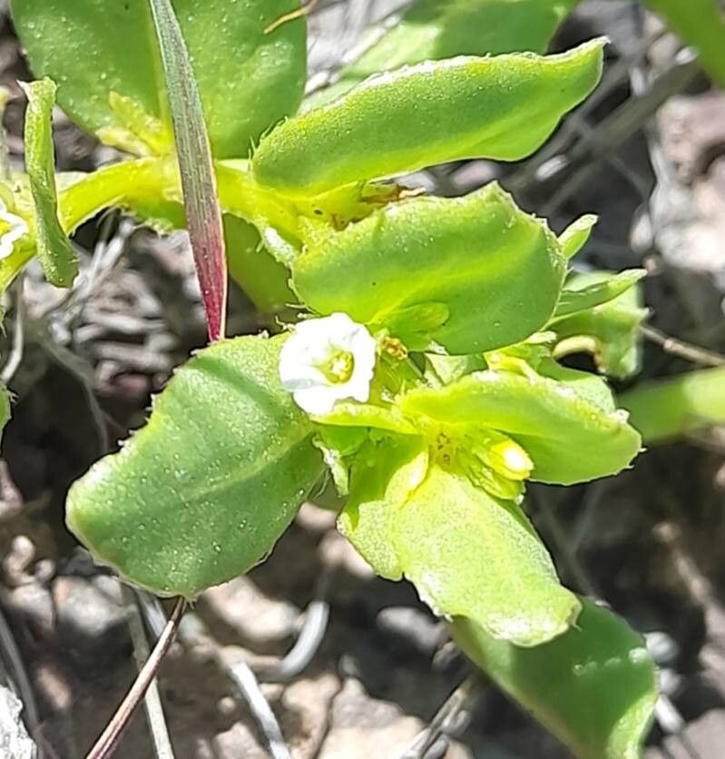 Sclerophylax adnatifolius Di Fulvio (World flora) - Pl@ntNet identify