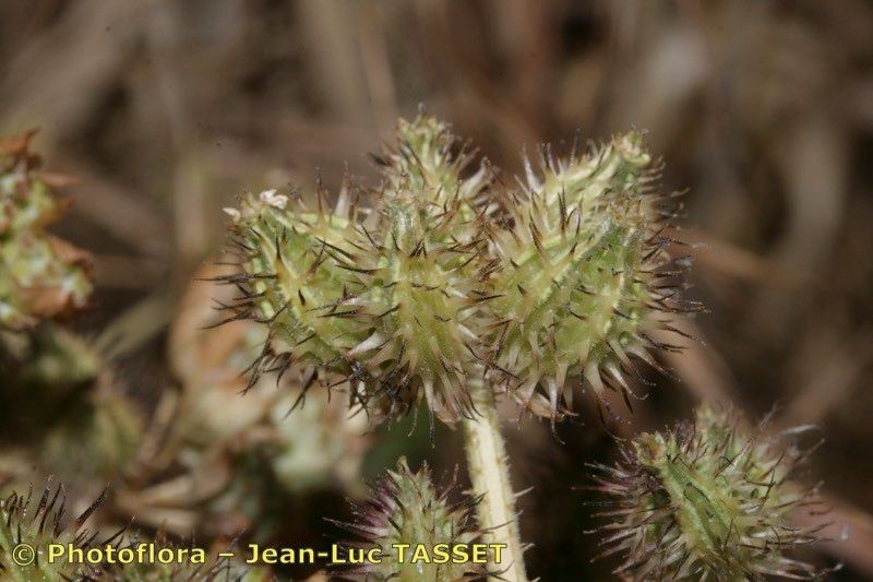 Taken Aug 15, 2011 by Photoflora - Jean-Luc TASSET (©)