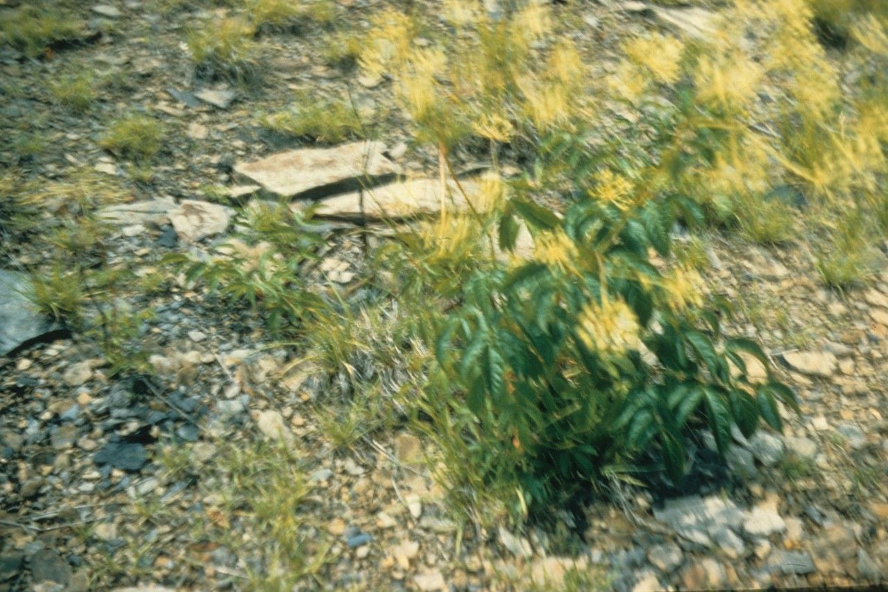 Taken Jan 1, 1900 by EOL − WVU Herbarium (cc-by-nc-sa)