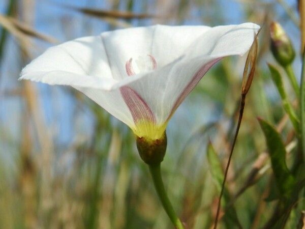 Field bindweed